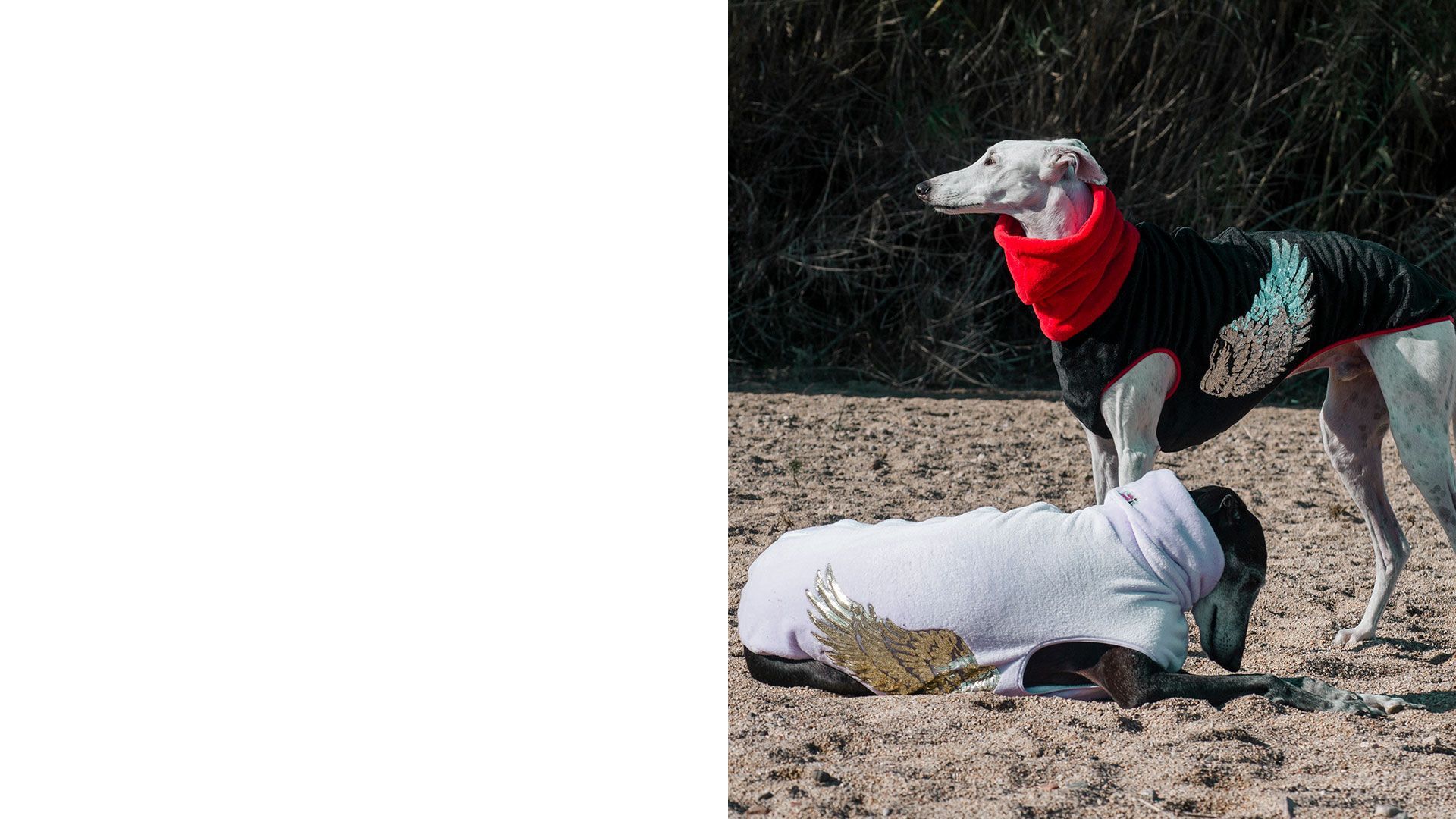 Ropa para Galgos y Podencos