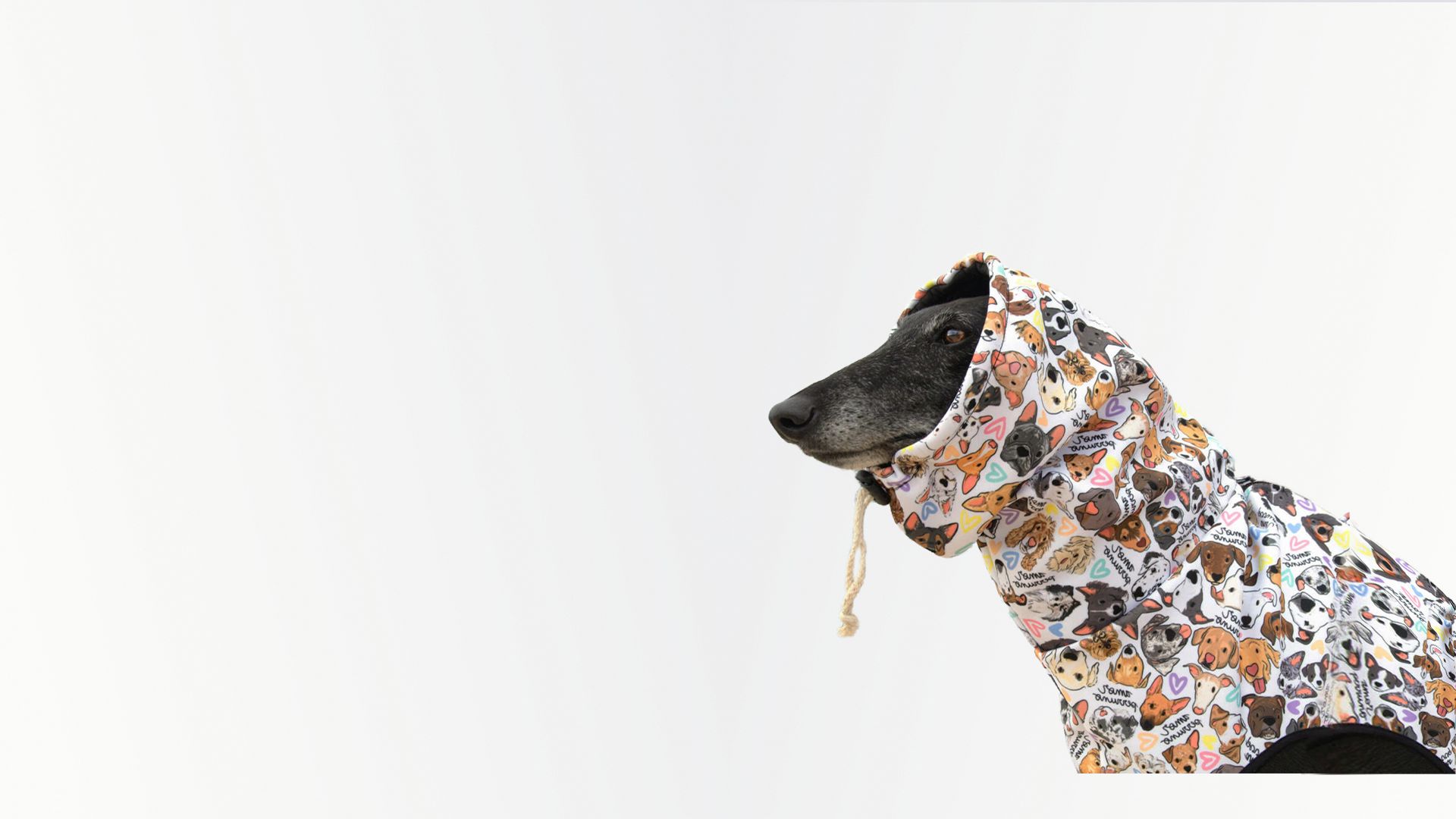 Canine Fashion