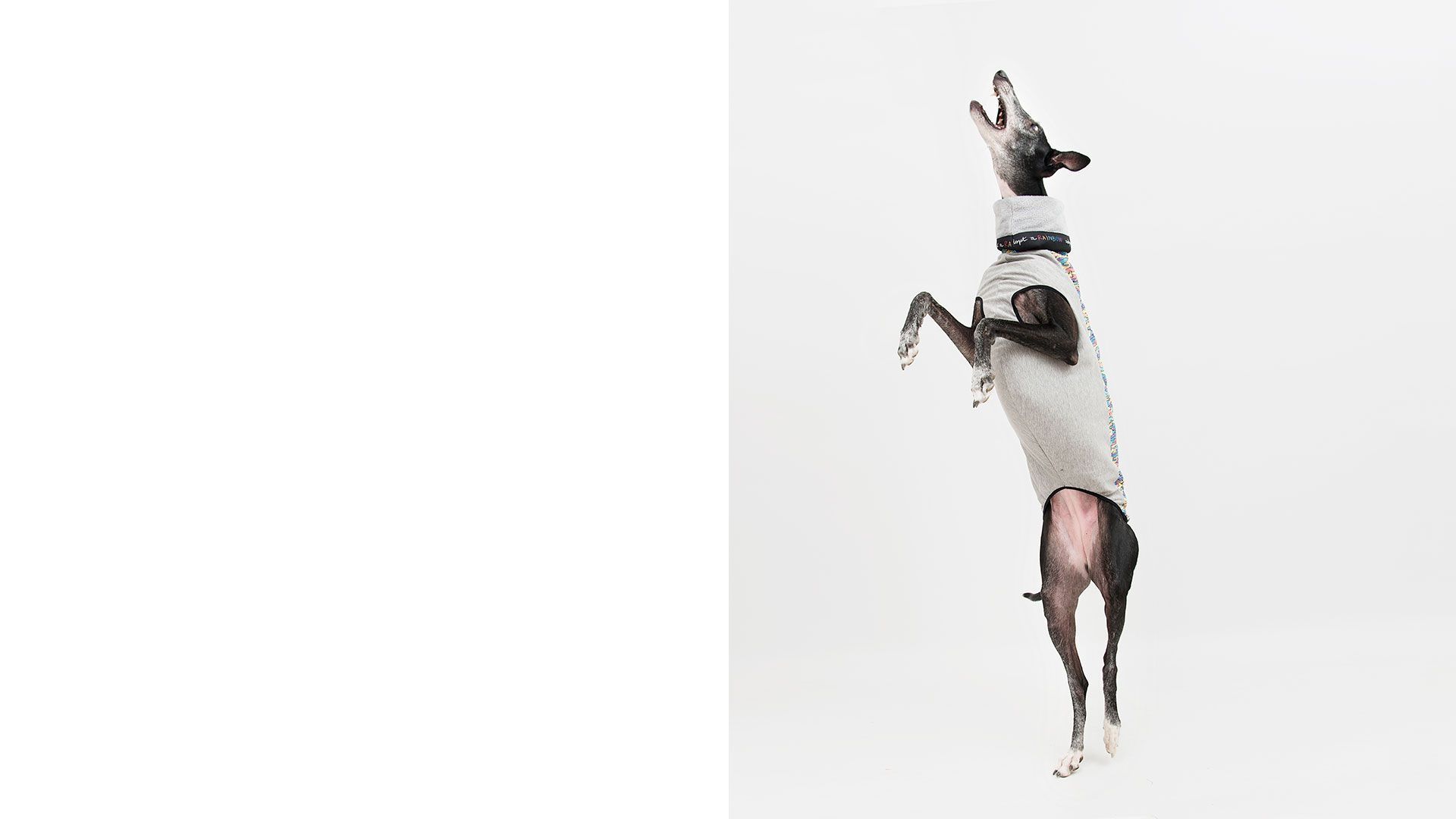 Canine Fashion