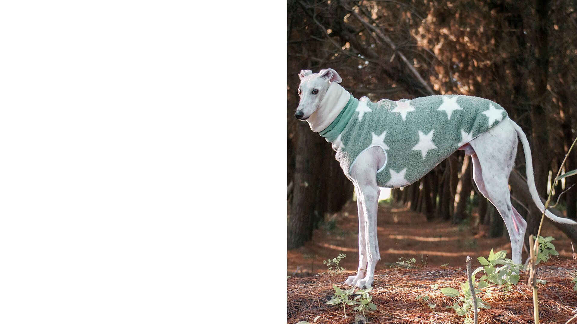 Moda canina