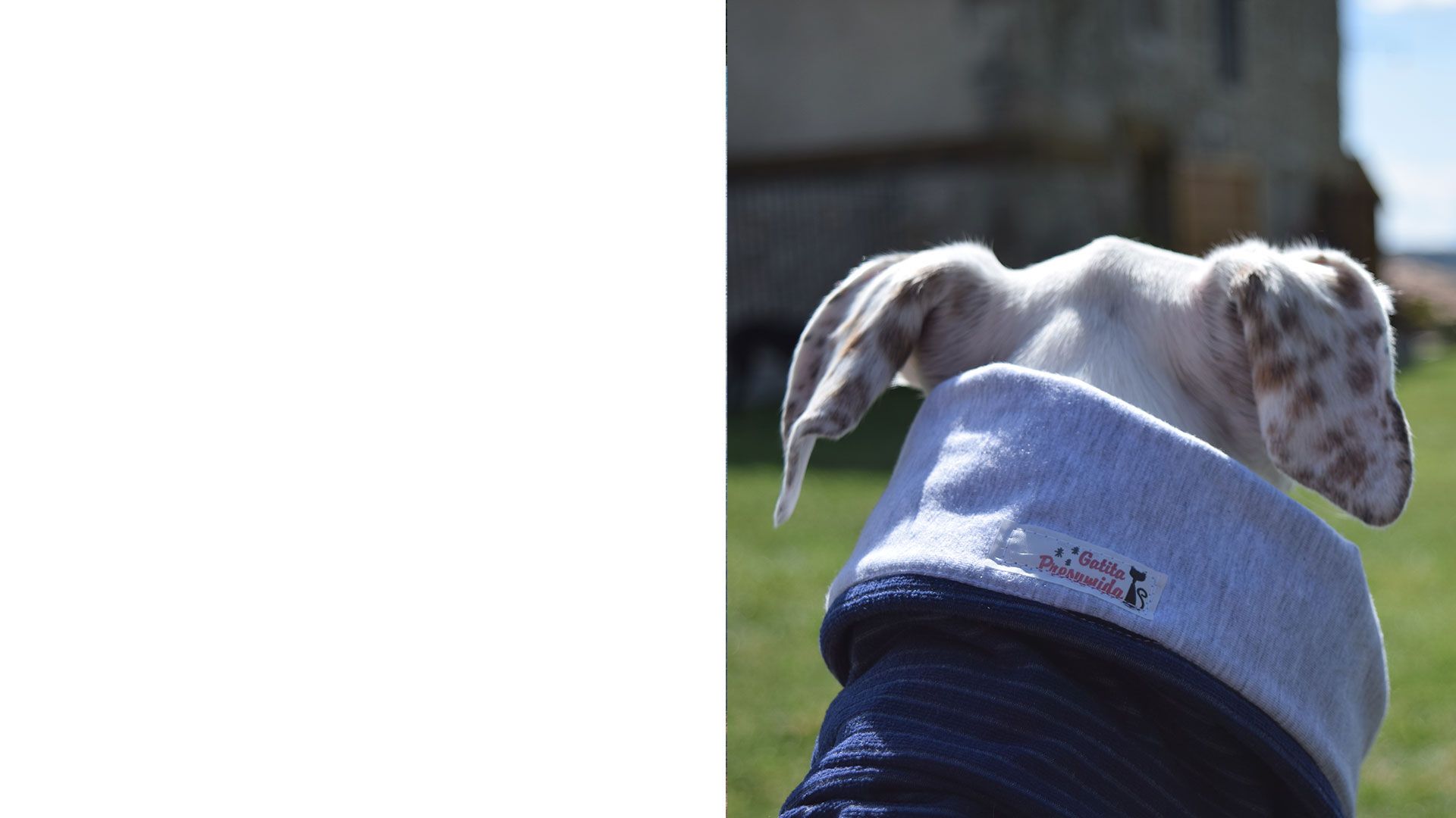 La mode canine
