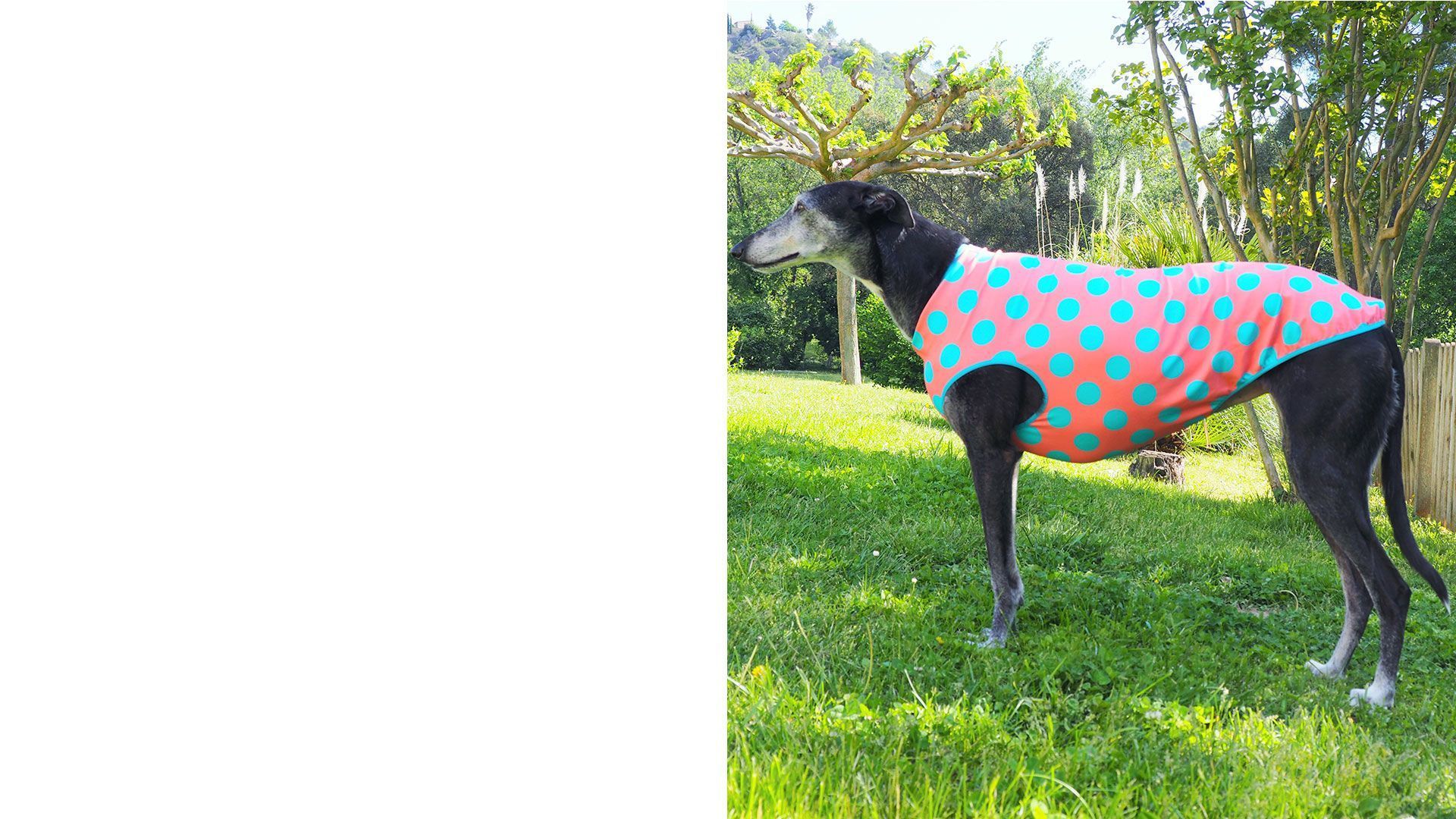 Canine Fashion