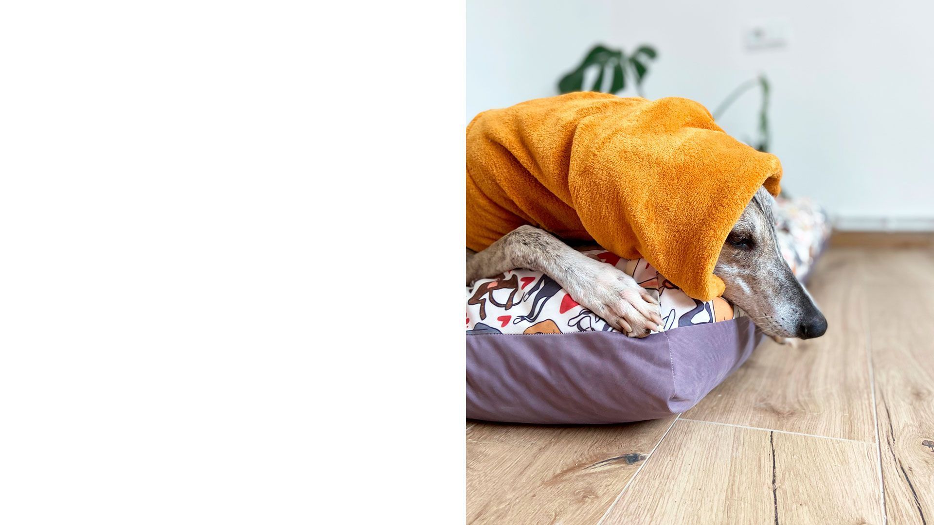 Moda canina