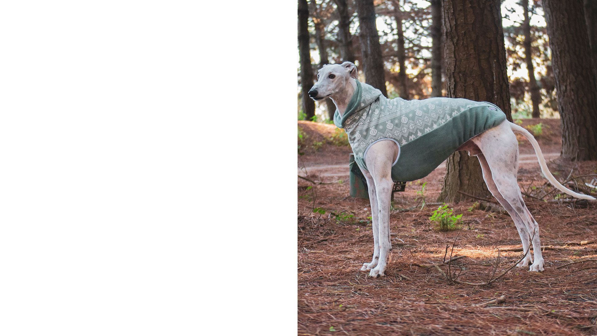 Canine Fashion