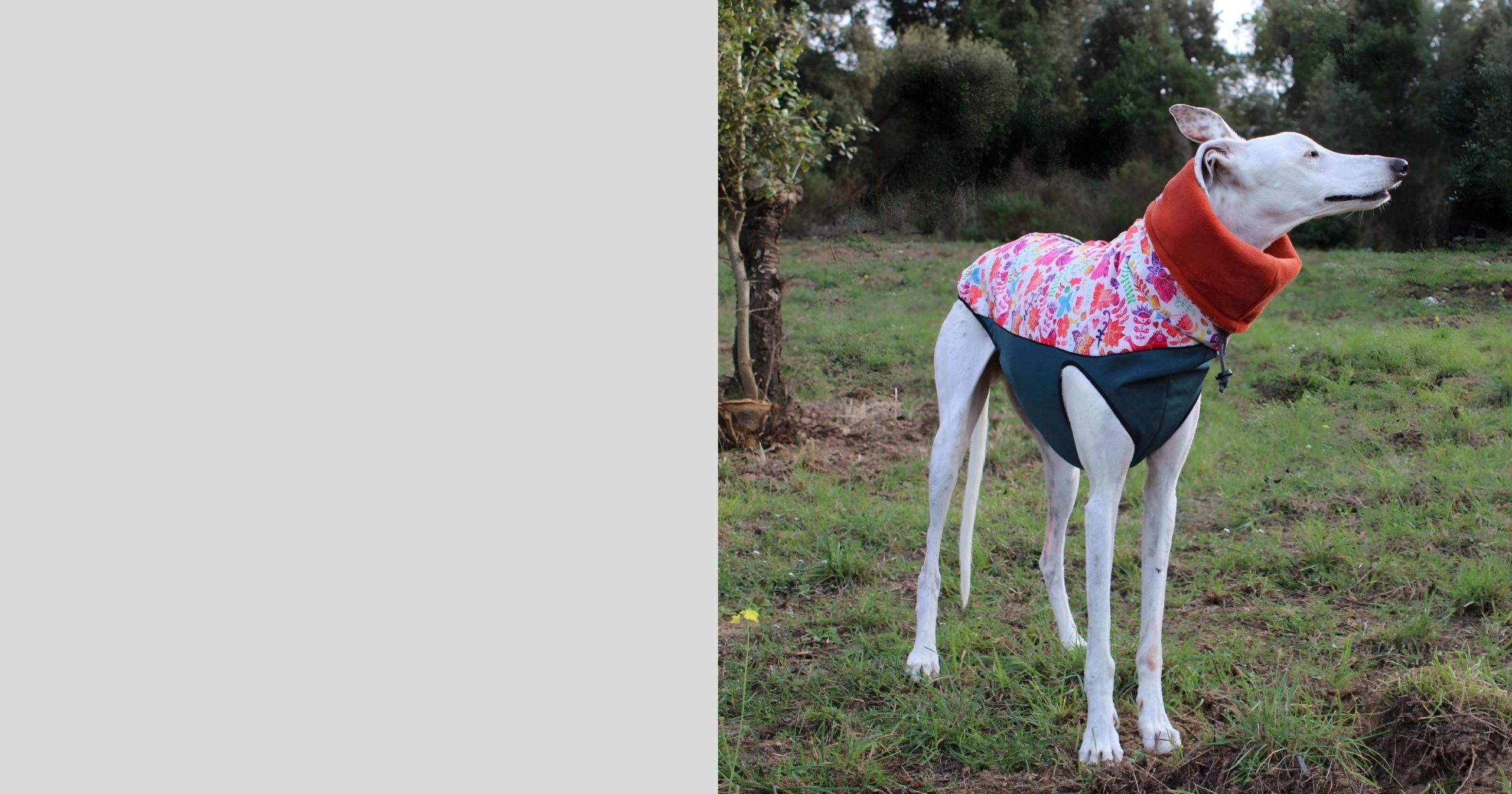 Canine Fashion