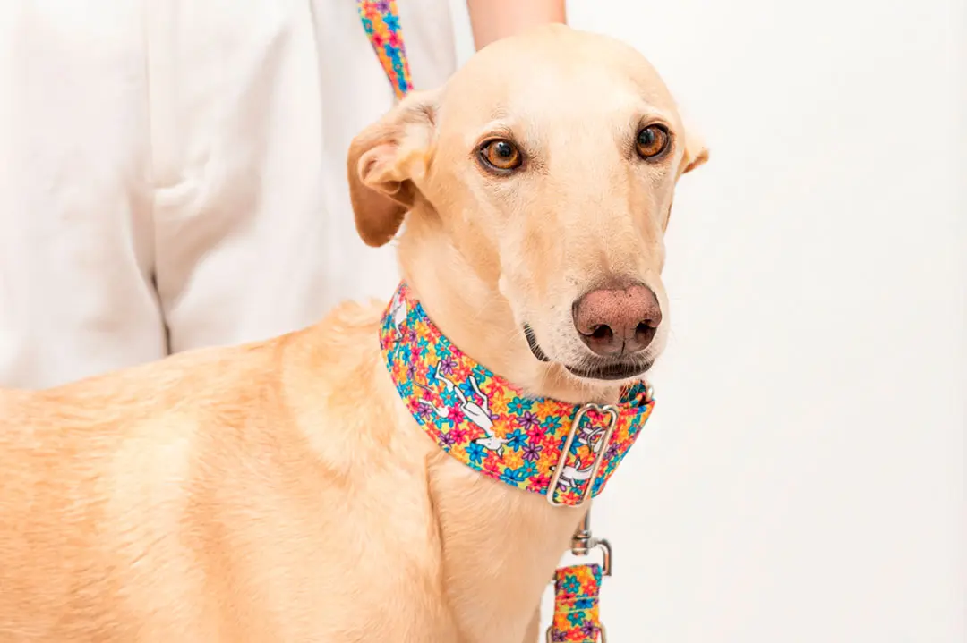 Ropa para galgos
