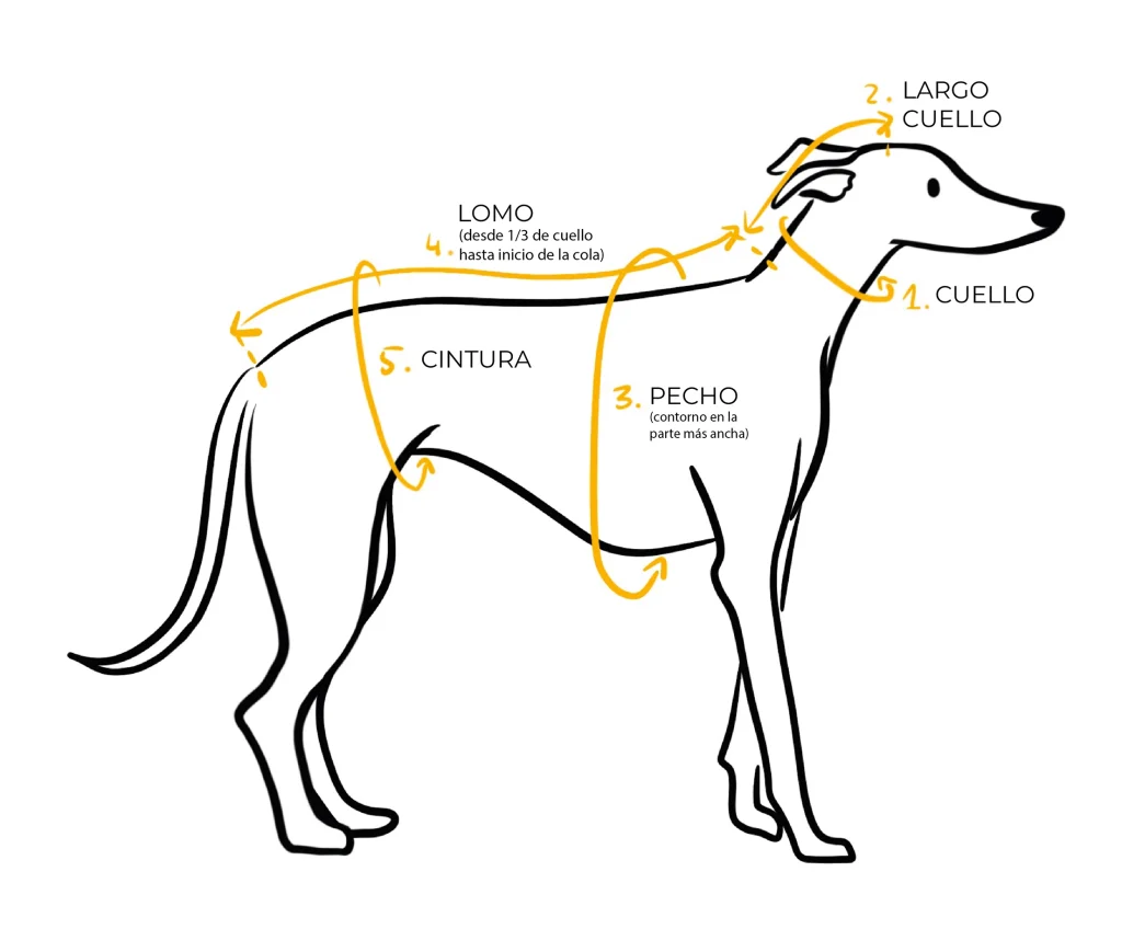 Guía rápida de tallas según tamaño de perro
