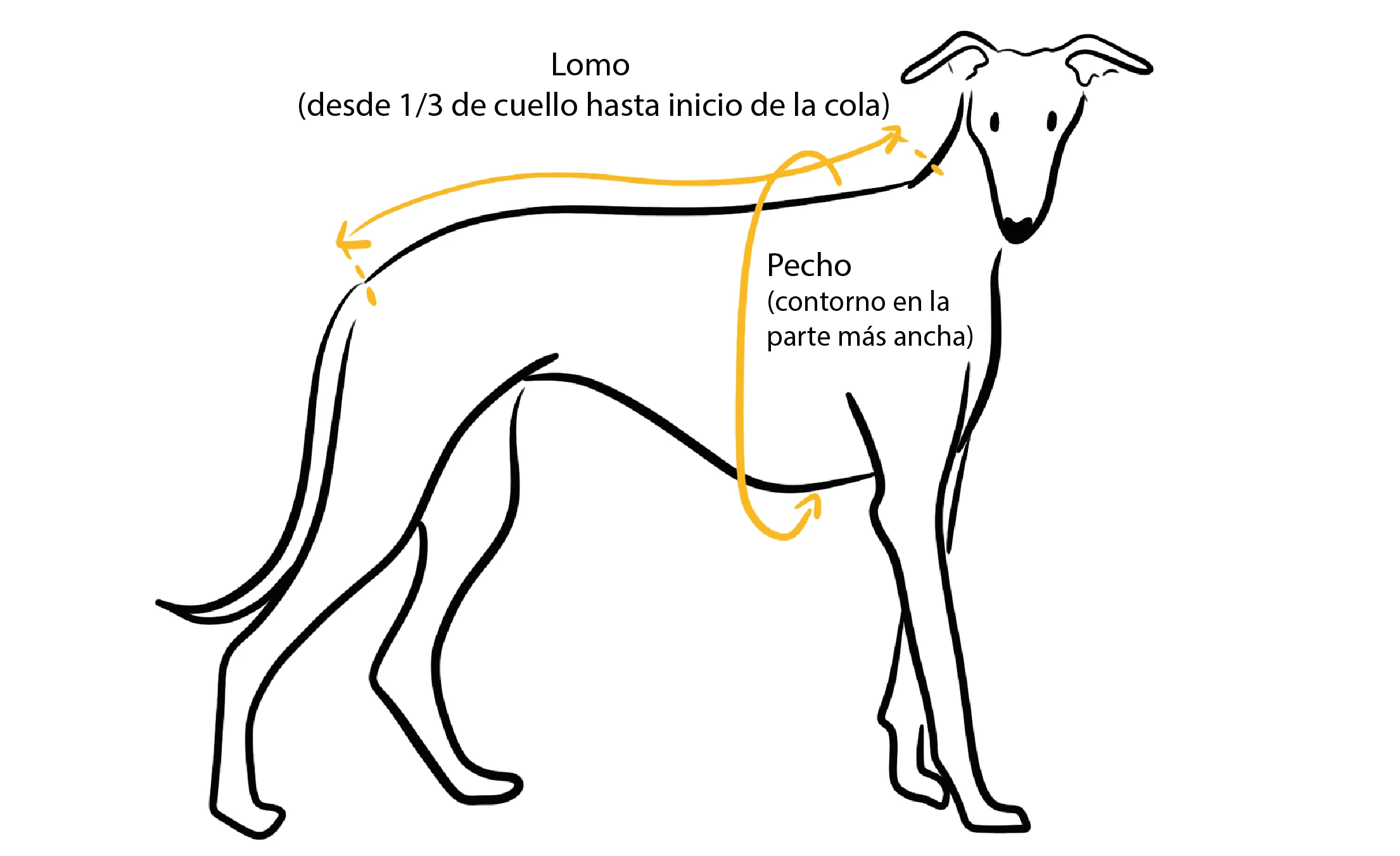 Guía de tallas de ropa