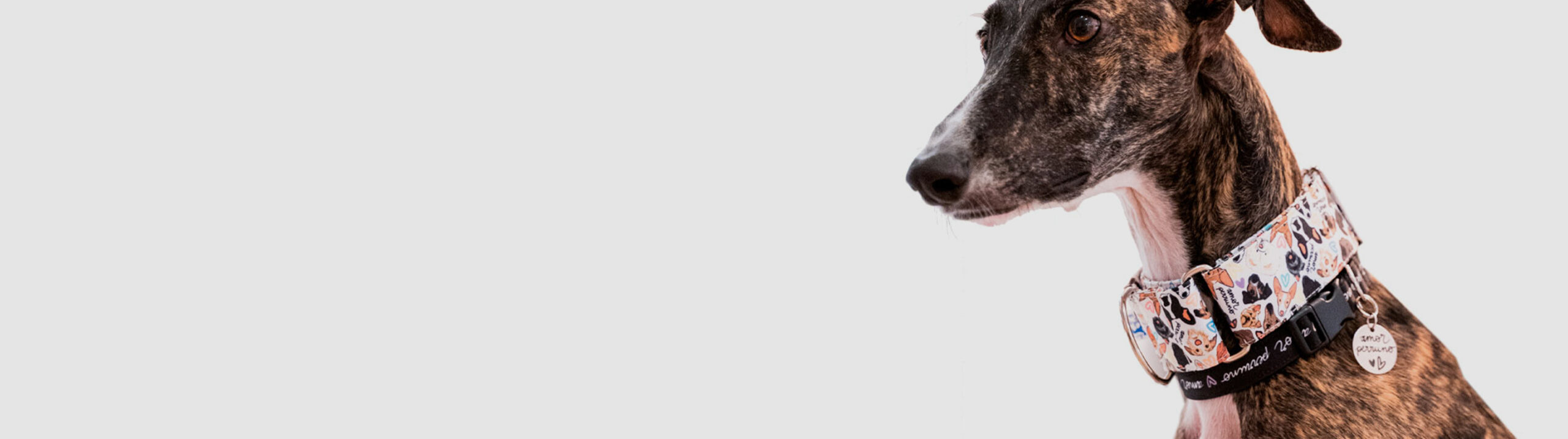 Consejos para tu perro