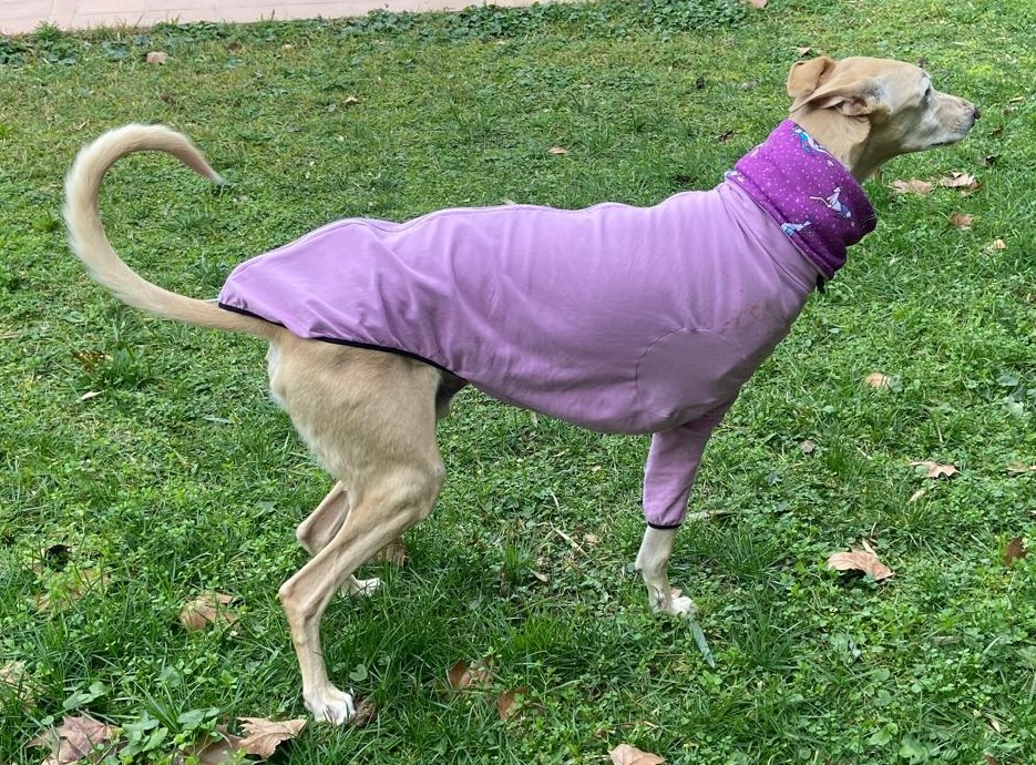 Ropa para galgos
